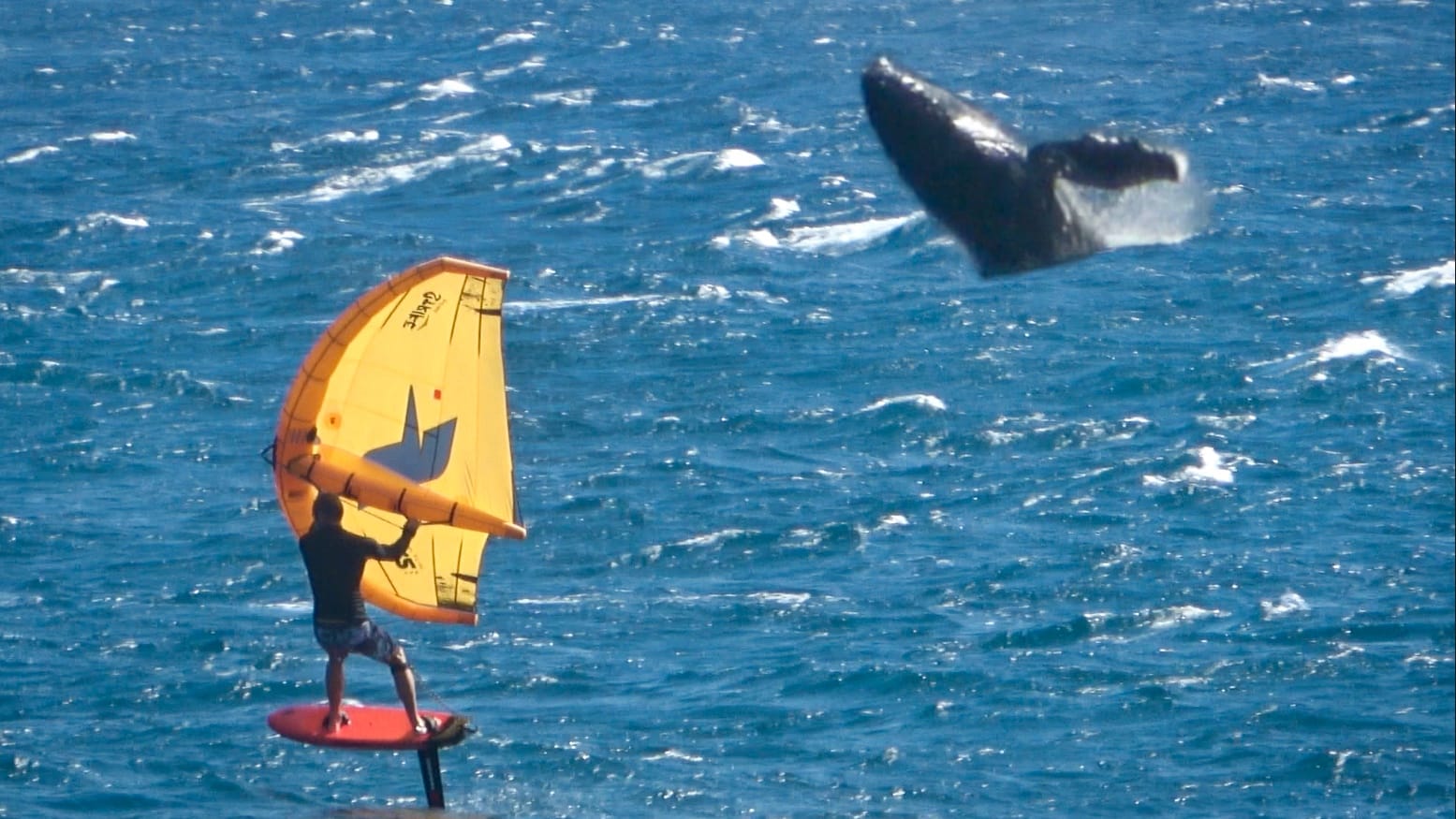 Miniature de la vidéo "Nav avec les baleines"